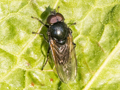 Cheilosia albitarsis